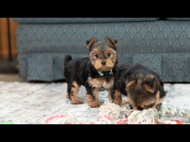 Yorkshire Terrier Puppies at 8 Weeks Old!