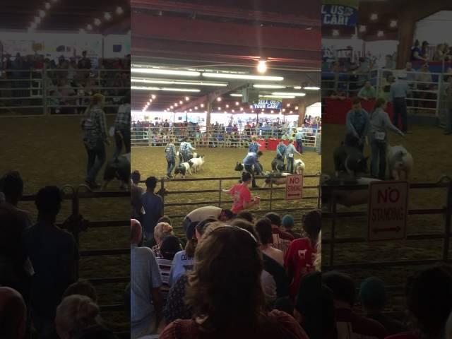 Fort Bend County Fair Cross Breed Class 3