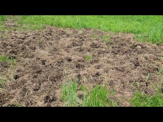 Bale grazing as a tool, natural tillage and a rant.