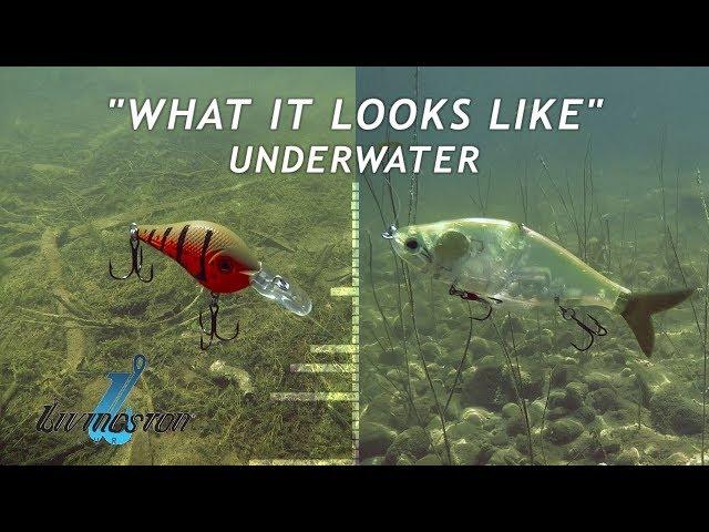 Livingston Lures | What it Looks and Sounds Like Underwater