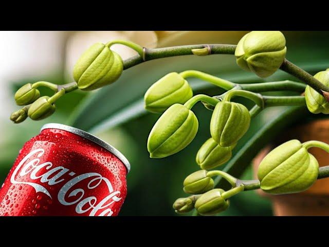 Forget Fertilizer! This Coke Trick Makes Orchids GROW Like Crazy!