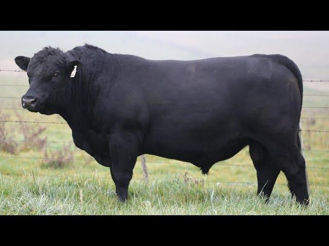 Angus Cattle | Uber Beef