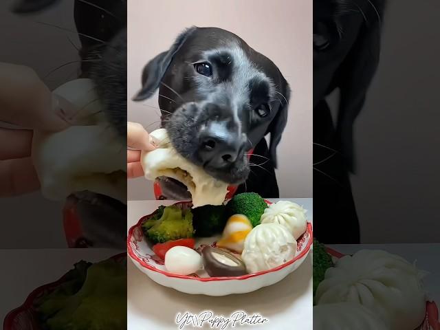 Lunch Time..!!#puppy #dog #dogfood #shorts #shortsvideo #youtubeshorts