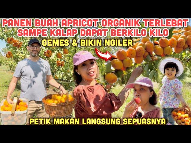 PANEN BUAH APRICOT ORGANIK SUPER LEBAT MANIS SAMPE KALAP PETIK BERKILOKILO REJEKI DAPAT BONUS GRATIS