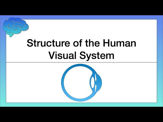 Structure of the Human Visual System