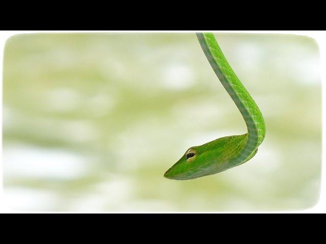 Oriental Whip Snake