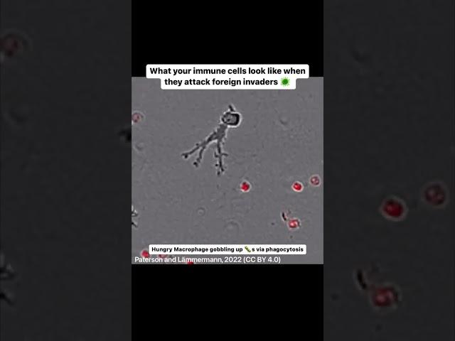 Hungry macrophage gobbling up pathogens  #shorts #immunesystem #whitebloodcells