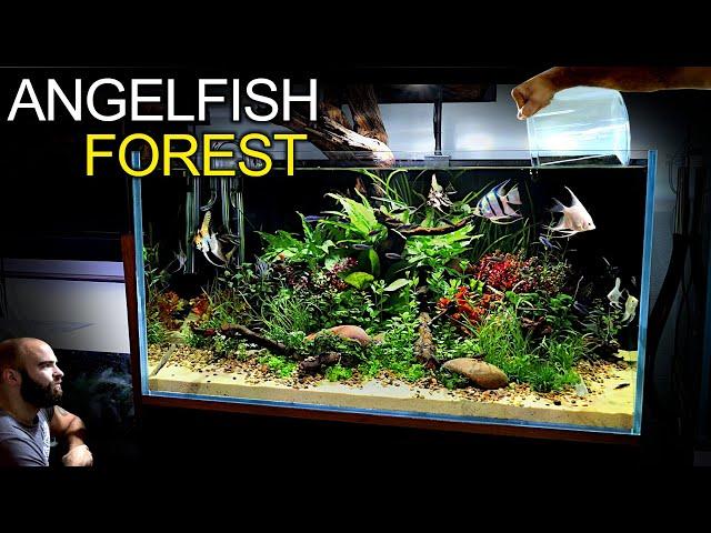 Building a STUNNING 3ft Aquarium for Angelfish & Emperor Tetras