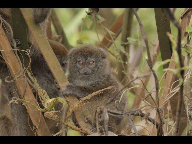 Madagascar Community Patrols Campaign, Durrell Wildlife Conservation Trust