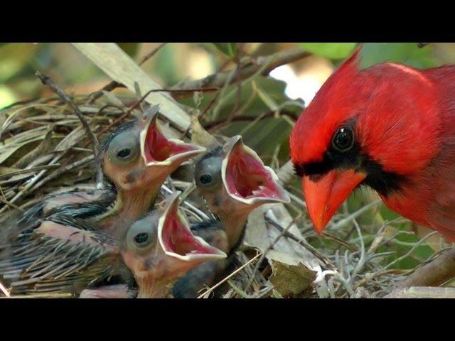 Northern Cardinals feeding baby birds FYV