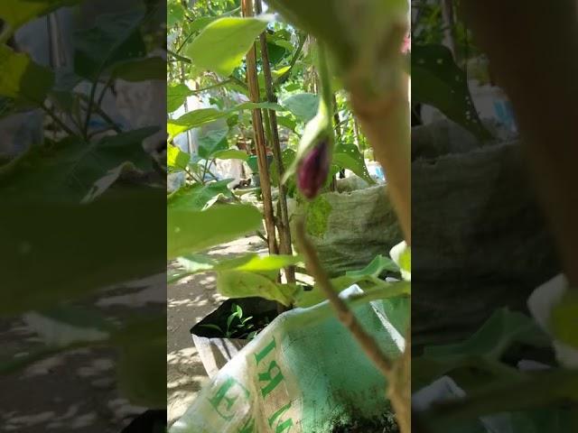 Eggplant at fruiting stage - Small eggplant #shorts