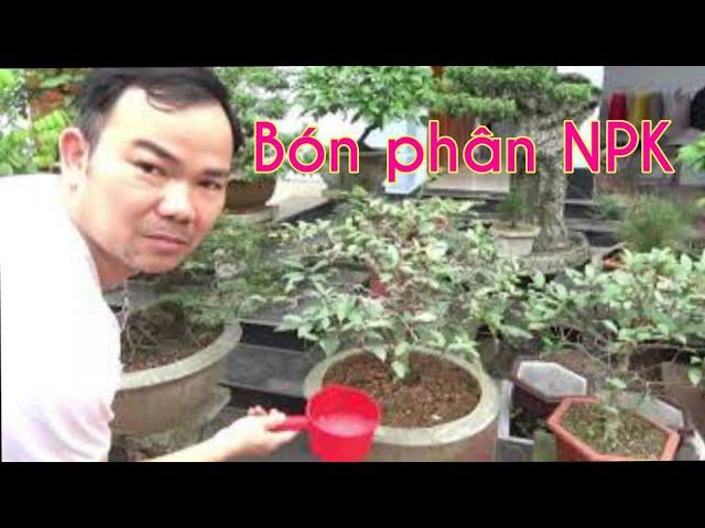 Bón phân NPK cho cây cảnh - Fertilize bonsai with NPK