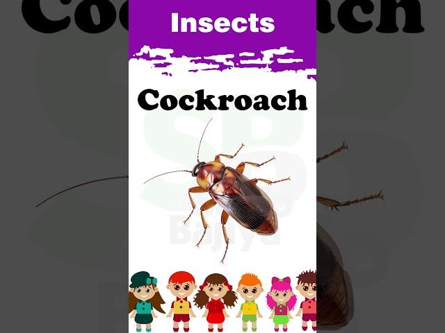 Insects | Shorts | #005 | Kids | #insects #kids #kidsvideo #animals