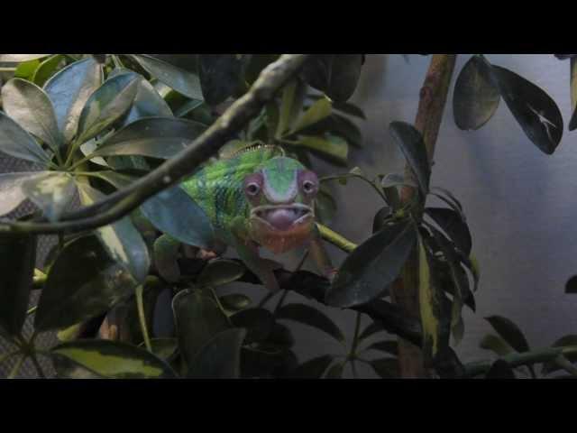 Chameleon Tongue Montage