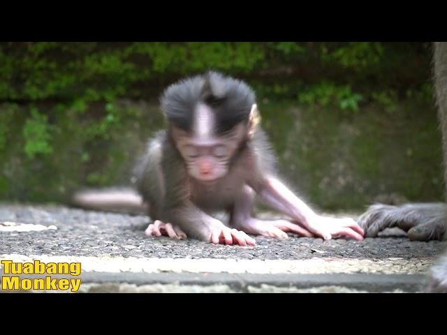 Baby monkeys cry because they are thirsty and hungry