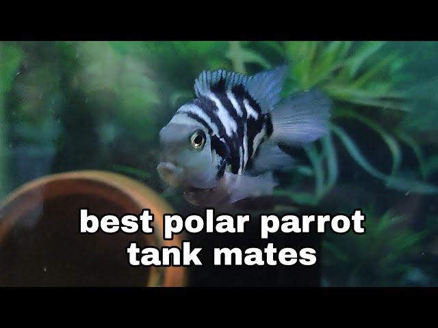 top 10 polar parrot tank mate