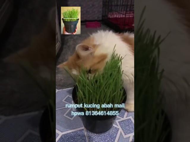 Rumput Kucing Pekanbaru Riau