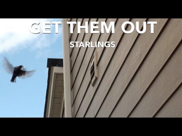 Get Starlings Out