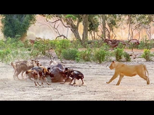 Lions Steal Buffalo from Wild Dogs After Intense Chase