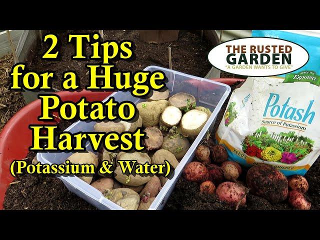 My 2 Tips for a Massive Container Potato Harvest: How to Grow Potatoes 'Better' in Containers.