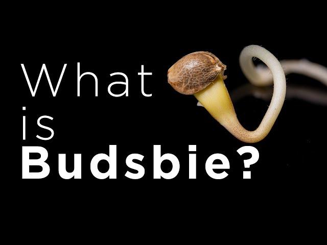 What is Budsbie and Why?