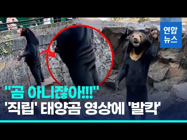 "진짜 곰 맞아? 탈 쓴 사람 아니고?" 루머에 중국 동물원 해명 / 연합뉴스 (Yonhapnews)