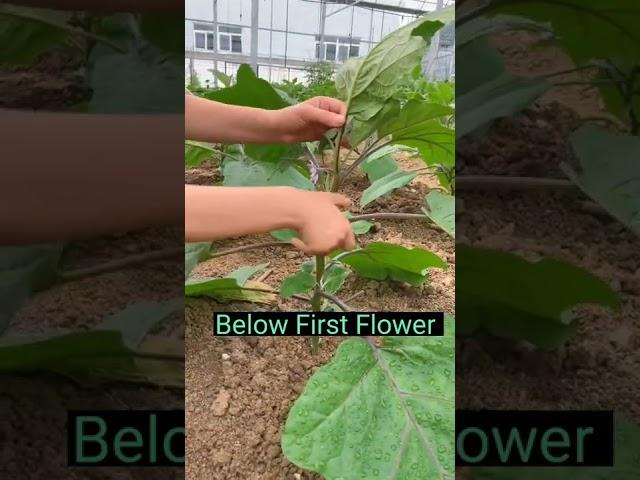 Eggplant Farming Techniques      Remove Side Branches #satisfying #short