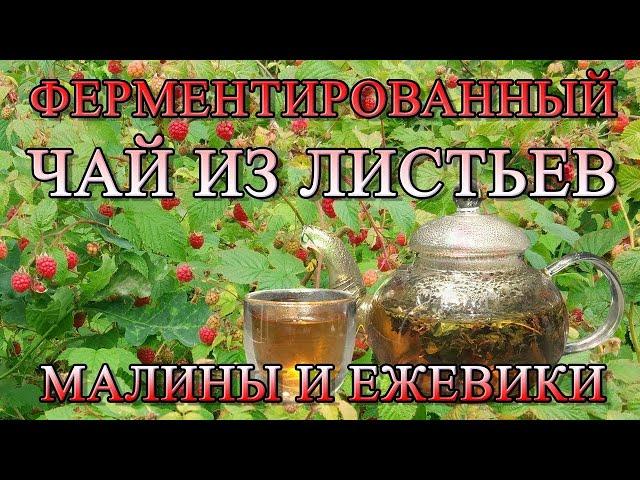 Чай из листьев малины и ежевики