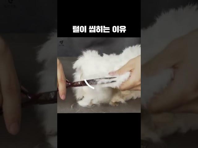 미용가위 나사 조절을 잘못했을 때 발생하는 일...!! #애견 #반려견 #미용사 #셀프 #미용 #강아지