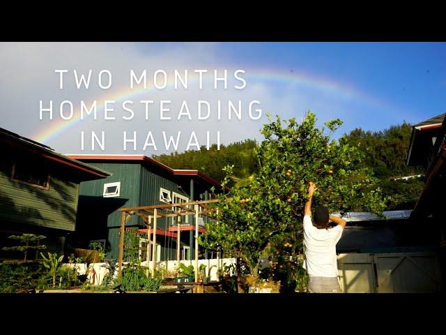 Two Months of Homesteading in Hawaii on 1/4 Acre