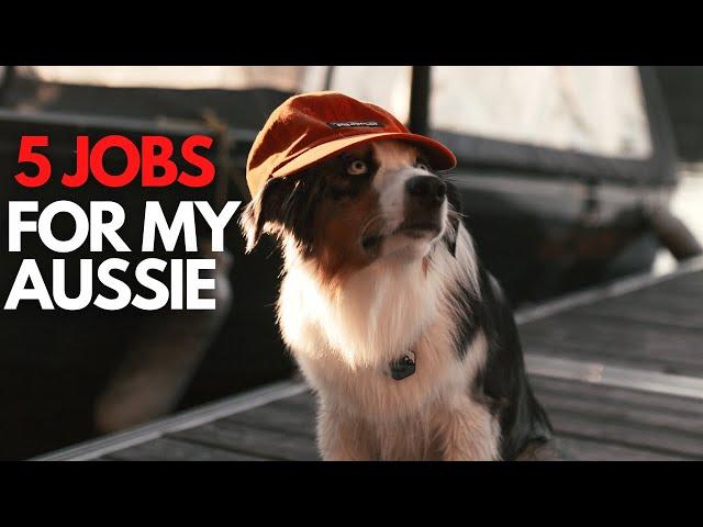 The 5 Jobs I Give My Australian Shepherd