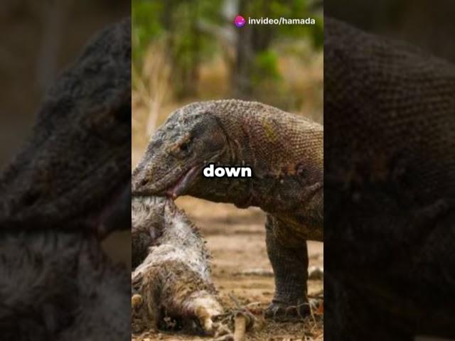 Komodo Dragon  The Beast of the Modern #animals #history  #dragon #motivation #shortvideo