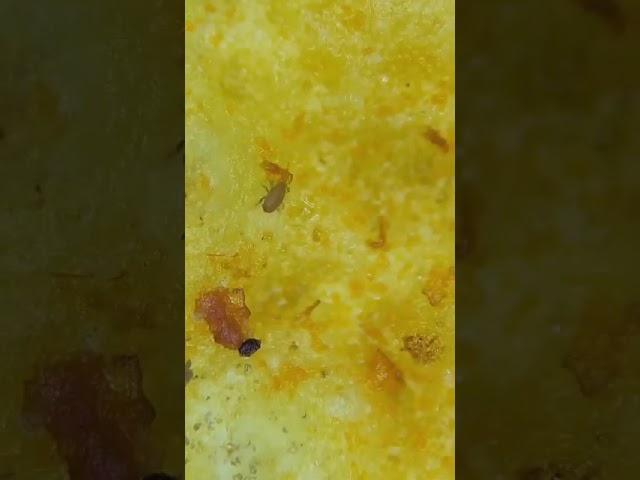 МИР ГЛАЗАМИ МИКРОСКОПА