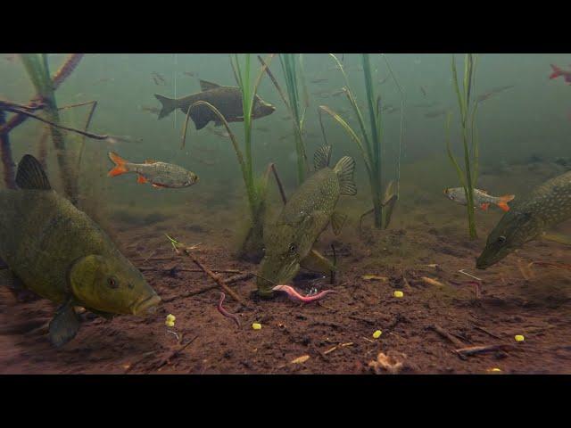 I Captured Fish Behavior NEVER SEEN BEFORE! After Putting My Camera in The Canal!