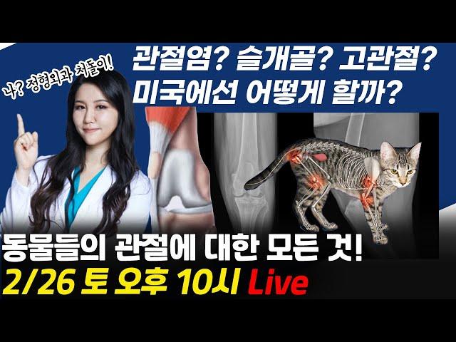 개 고양이의 관절염? 슬개골? 고관절? 미국 수의사의 강아지 고양이 관절에 관한 모든 것 Q&A!