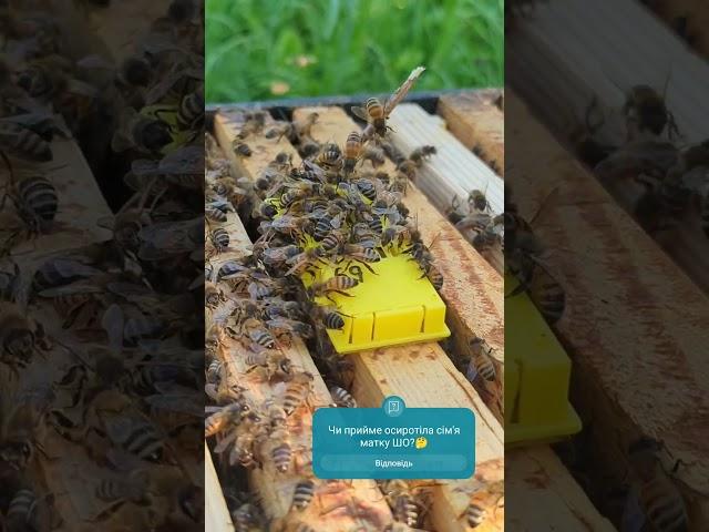 Бджолина сім'я приймає матку. #бджільництво #бджоли #пасіка