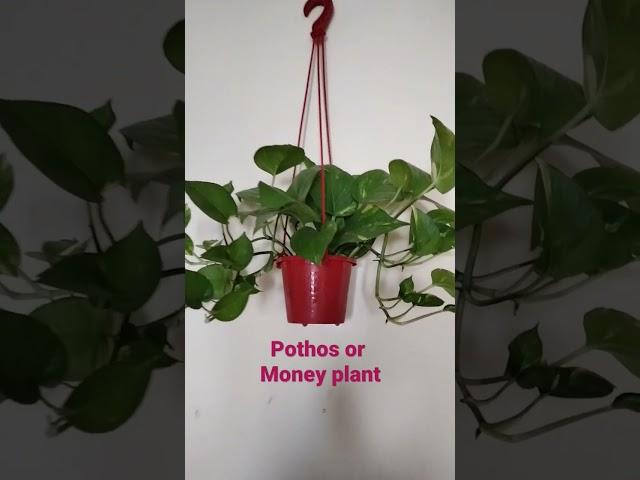 Pothos or Money plant hanging #shorts @arpagriartist