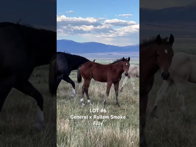 Lot #6 sells August 17, 2024 at our ranch in Wells Nevada.