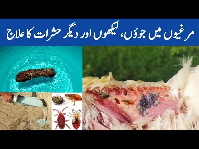 Chicken Mites & Lice Treatment | Control External Parasites of Poultry | Dr. ARSHAD