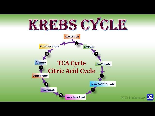 11: Krebs Cycle/ TCA Cycle/ Citric acid Cycle | Carbohydrates Metabolism | Biochemistry