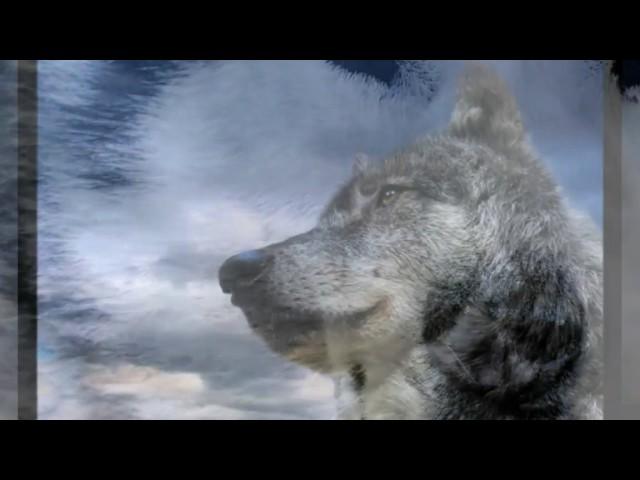 Breautiful Creatures: Wolf