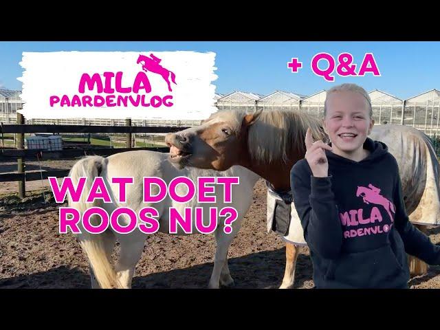 Mila Paardenvlog | is Angel HENGSTIG?! + Q&A + springen!