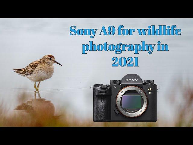 Is the Sony A9 worth buying for wildlife photography in 2021?