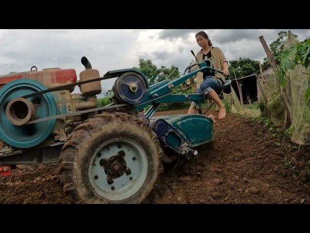 Full video of rice planting and harvesting