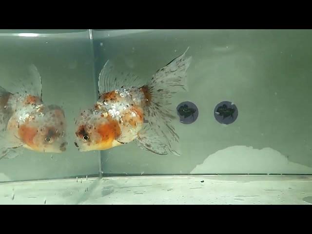 For Sale: "BamBam" Calico Thai Oranda Goldfish Fishchick Auctions (June Sale)