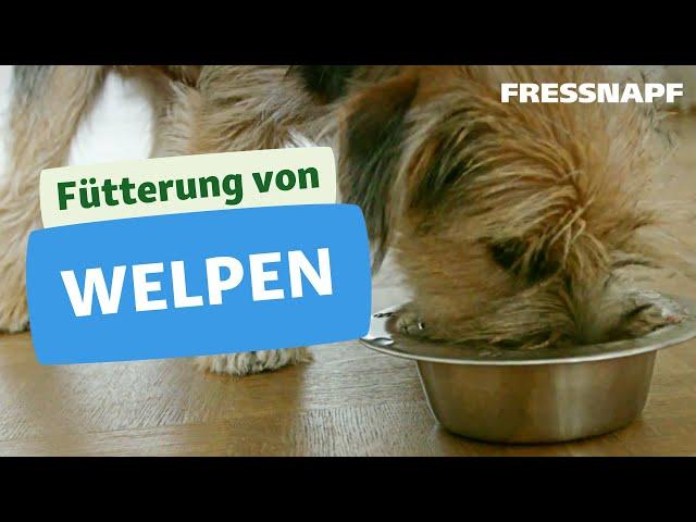 Fütterung Welpe - Die richtige Ernährung