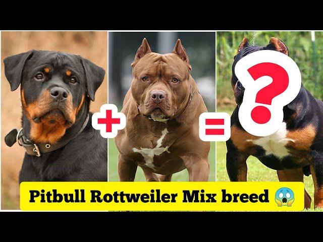 Rottweiler Pitbull Mix  Dog Breed  | #shorts #dogs #Cutedogs #puppies