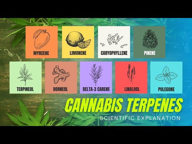 What Are Terpenes? (Science Explained)