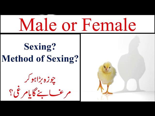 How to differentiate between male and female chick in poultry | Griffin poultry |