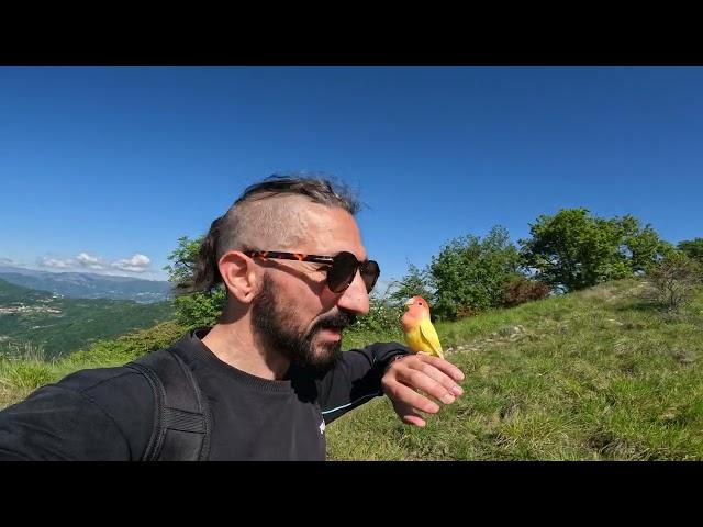 COME ADDESTRARE un pappagallo a SEGUIRTI | PARROT training to follow